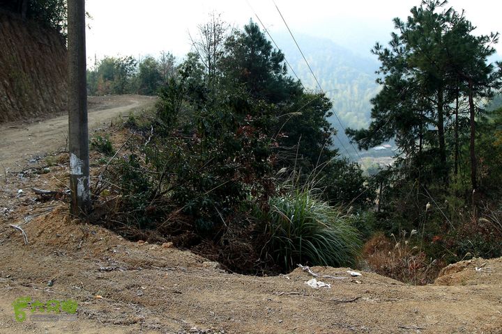 20131221永康独松—方山顶—金竹降（上、下）—上里叶nEO_IMG_IMG_1586