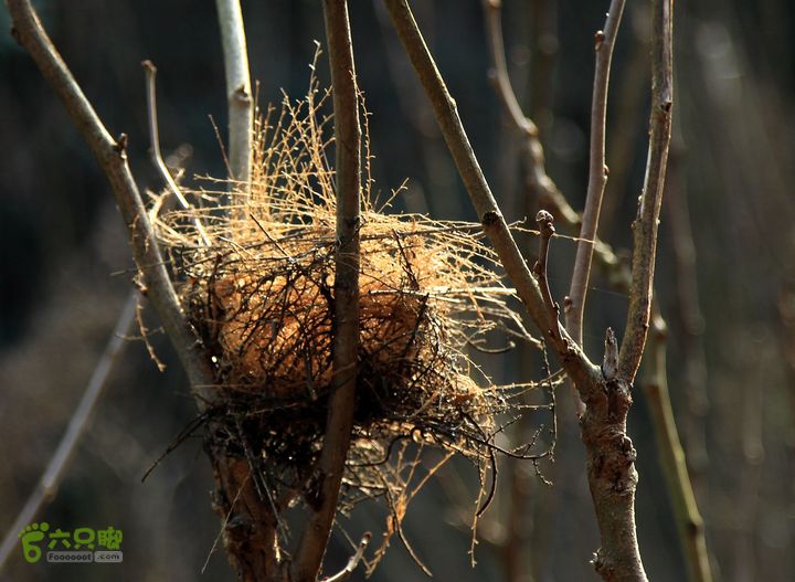 20131221永康独松—方山顶—金竹降（上、下）—上里叶nEO_IMG_IMG_1607