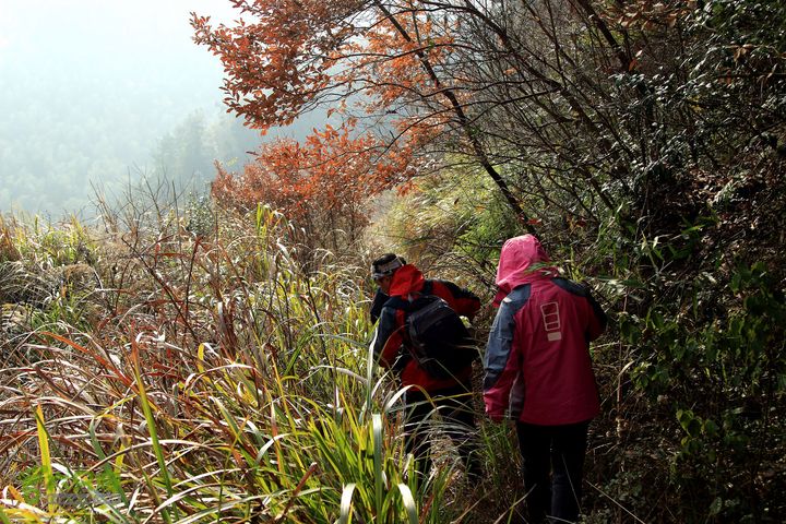 20131221永康独松—方山顶—金竹降（上、下）—上里叶nEO_IMG_IMG_1610