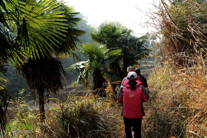 20131221永康独松—方山顶—金竹降（上、下）—上里叶nEO_IMG_IMG_1626