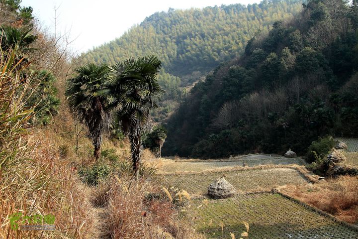 20131221永康独松—方山顶—金竹降（上、下）—上里叶nEO_IMG_IMG_1634