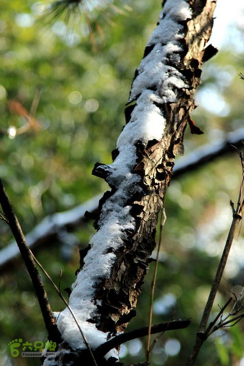 20131221永康独松—方山顶—金竹降（上、下）—上里叶nEO_IMG_IMG_1677