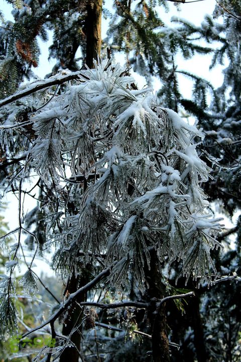 20131221永康独松—方山顶—金竹降（上、下）—上里叶nEO_IMG_IMG_1688