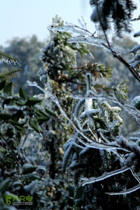 20131221永康独松—方山顶—金竹降（上、下）—上里叶nEO_IMG_IMG_1689
