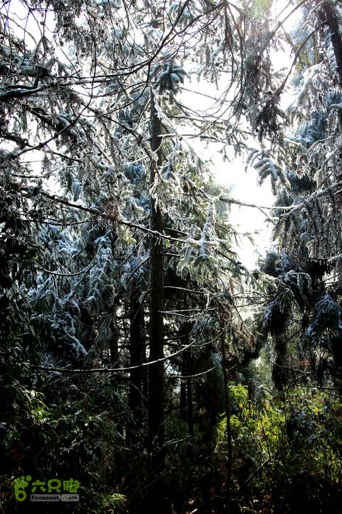 20131221永康独松—方山顶—金竹降（上、下）—上里叶nEO_IMG_IMG_1691