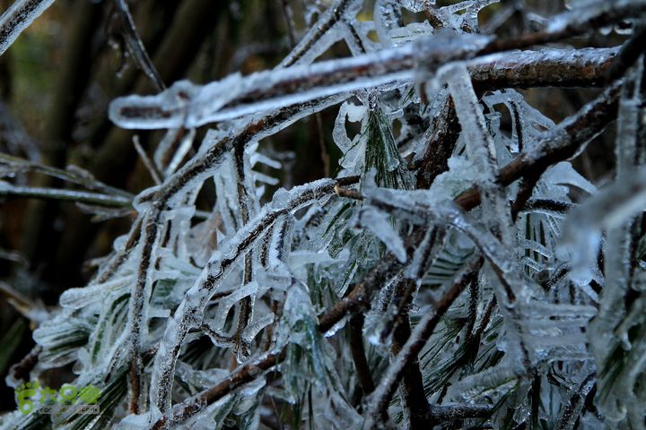 20131221永康独松—方山顶—金竹降（上、下）—上里叶nEO_IMG_IMG_1699