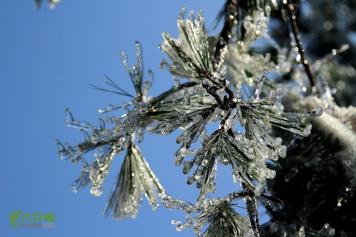 20131221永康独松—方山顶—金竹降（上、下）—上里叶nEO_IMG_IMG_1701