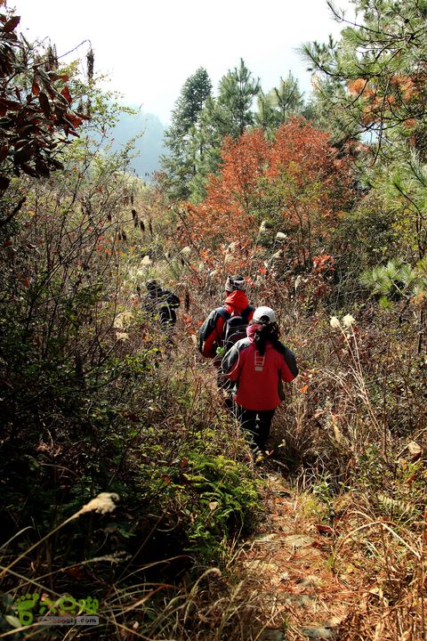 20131221永康独松—方山顶—金竹降（上、下）—上里叶nEO_IMG_IMG_1787