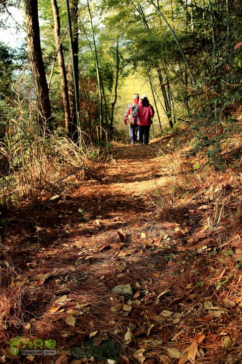20131221永康独松—方山顶—金竹降（上、下）—上里叶nEO_IMG_IMG_1792