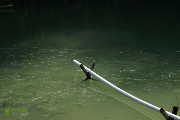 20131221永康独松—方山顶—金竹降（上、下）—上里叶nEO_IMG_IMG_1816