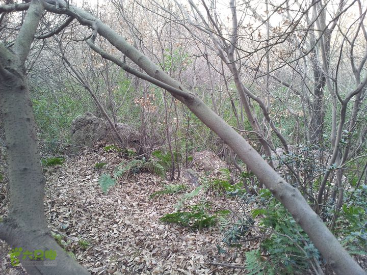 灵树行20140102_143642