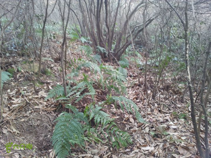 灵树行20140102_143646