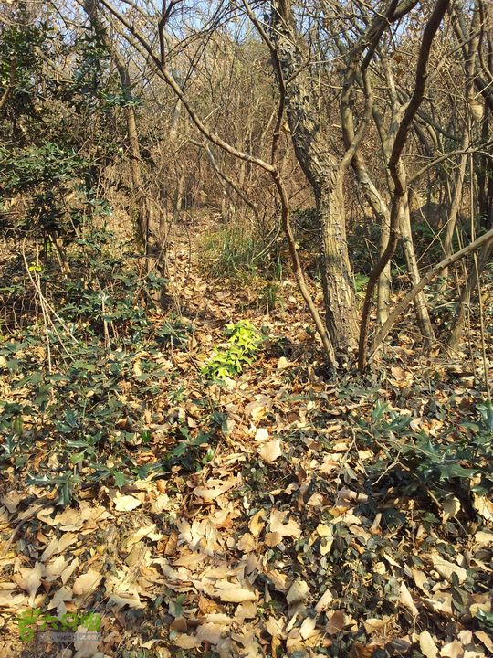 灵树行20140102_150909