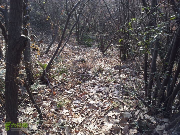 灵树行20140102_150914