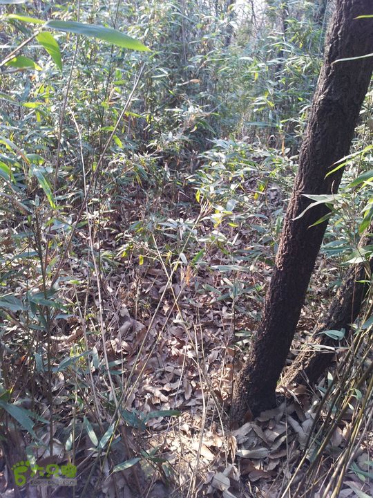 灵树行20140102_151829