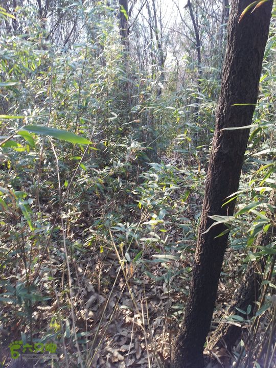 灵树行20140102_151833