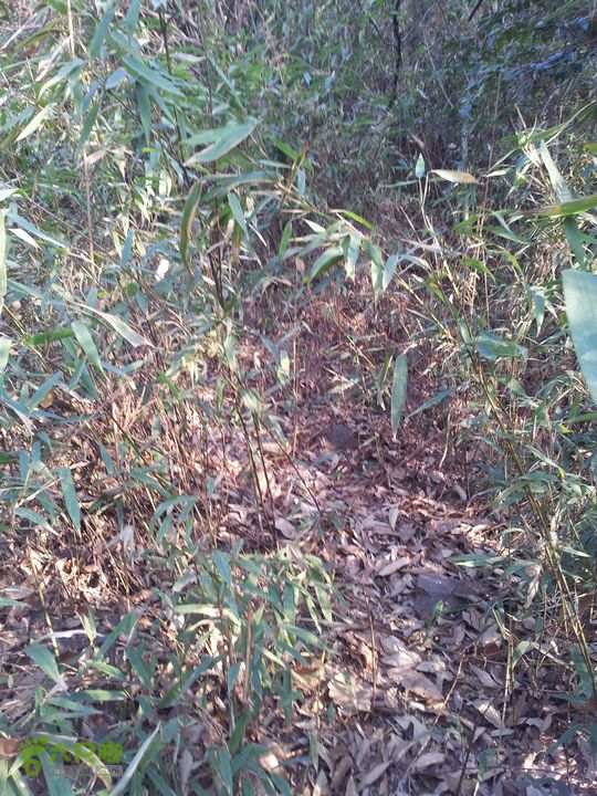 灵树行20140102_151837