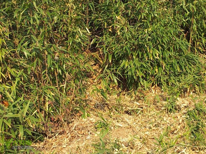 灵树行20140102_152345