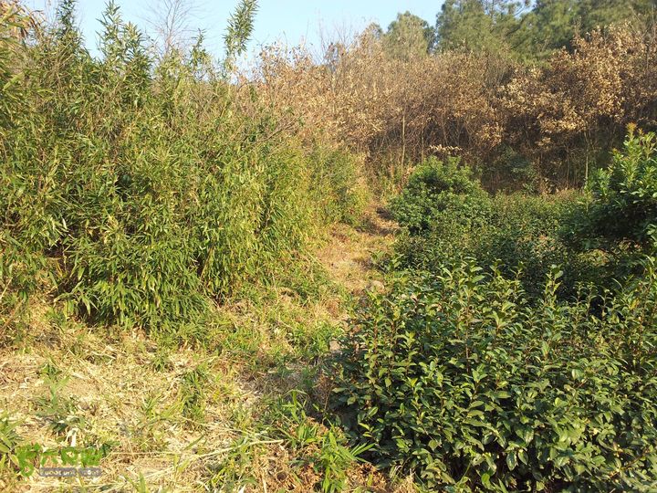 灵树行20140102_152353