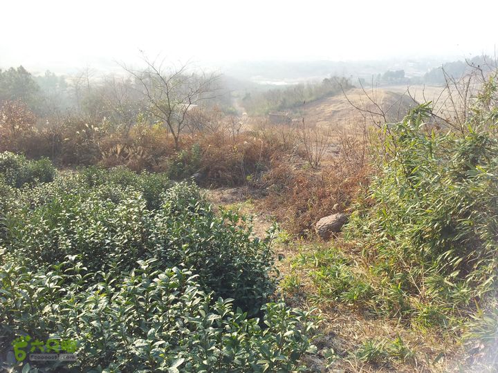 灵树行20140102_152358