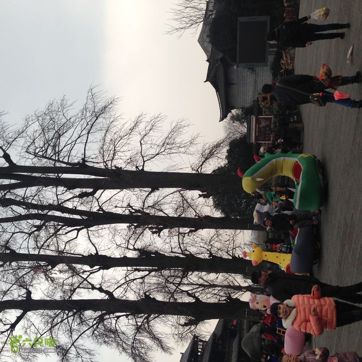 20140111骑行崇州街子古镇古树