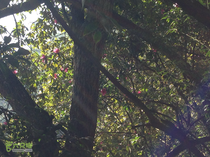 金铜盆山之行2014-01-25 10:32:53