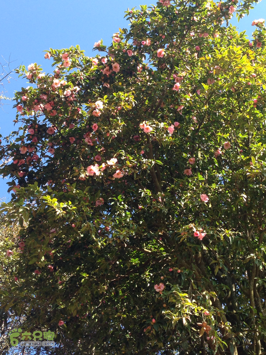 金铜盆山之行2014-01-25 10:34:59