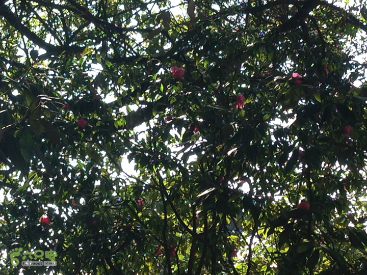 金铜盆山之行2014-01-25 10:33:12