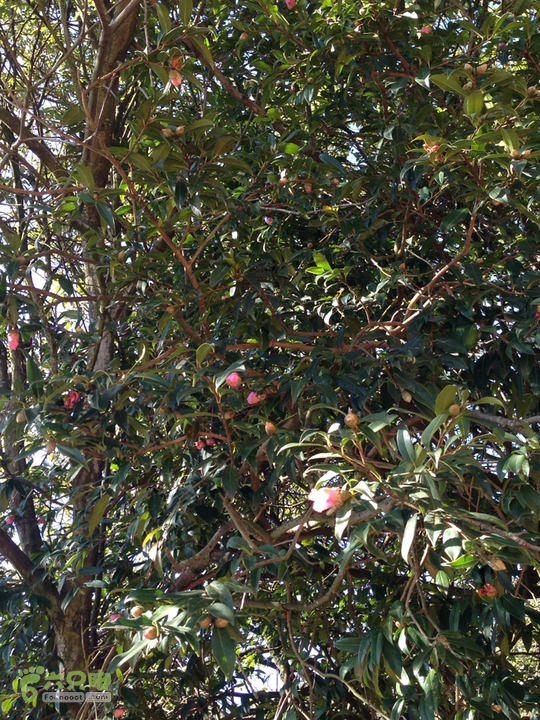 金铜盆山之行2014-01-25 10:31:54