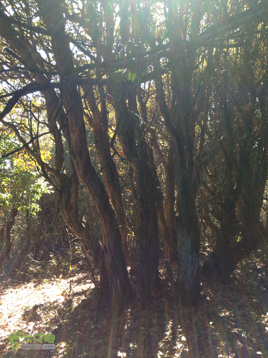 金铜盆山之行2014-01-25 12:17:05