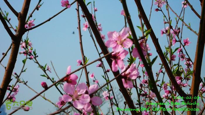2014 02 03 元朗、落馬洲邊界、上水、粉嶺P1610066