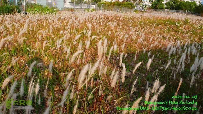 2014 02 03 元朗、落馬洲邊界、上水、粉嶺P1610077