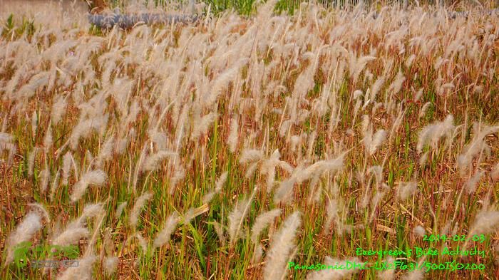 2014 02 03 元朗、落馬洲邊界、上水、粉嶺P1610078