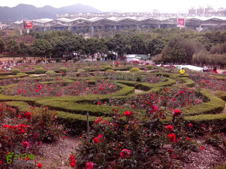 环游紫马岭公园美丽的玫瑰园