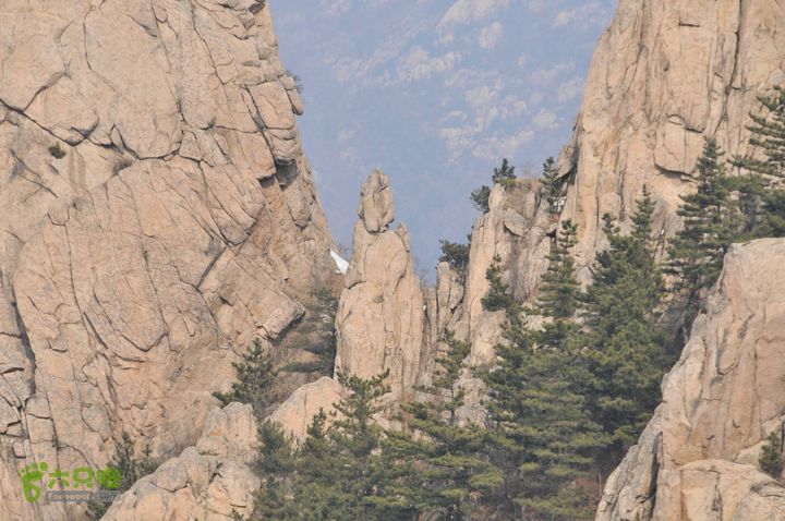北头村-张家村-躲荒崮-青峰顶-柳树台DSC_8967_眸目压缩