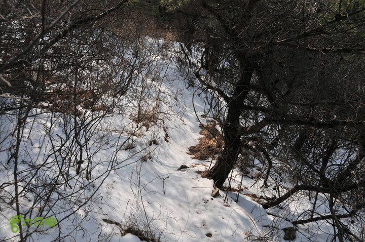 北头村-张家村-躲荒崮-青峰顶-柳树台DSC_8987_眸目压缩