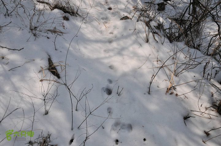 北头村-张家村-躲荒崮-青峰顶-柳树台DSC_8988_眸目压缩