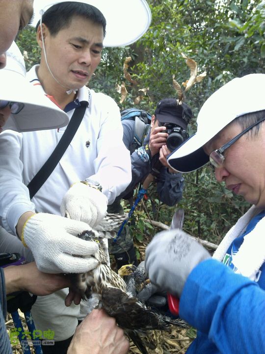 广州萝岗水牛山油麻山华峰山（华峰寺）徒步-wayjak可怜的猫头鹰，还没死