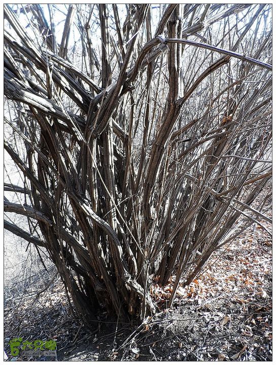 居庸关，九仙庙，西三岔，果庄SAM_3560