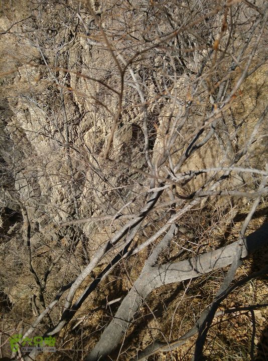 幽州村～水壶沟-天坑-芦子水小庙～向阳口村PIC_20140309_115538_4A0