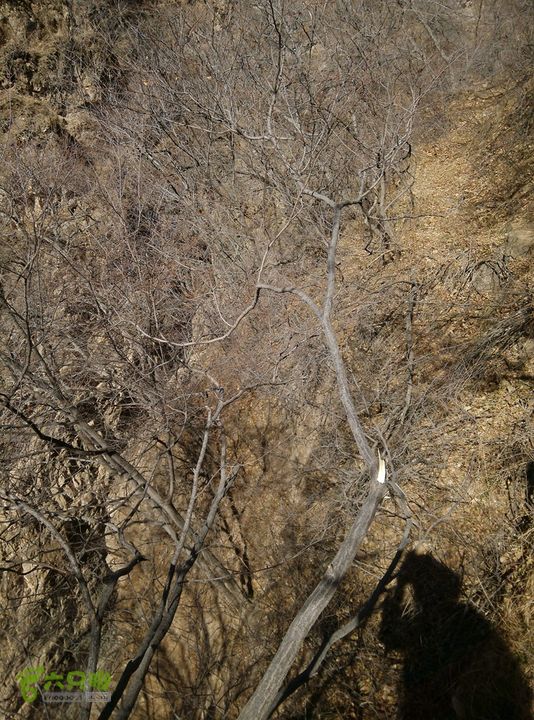 幽州村～水壶沟-天坑-芦子水小庙～向阳口村PIC_20140309_115558_14D