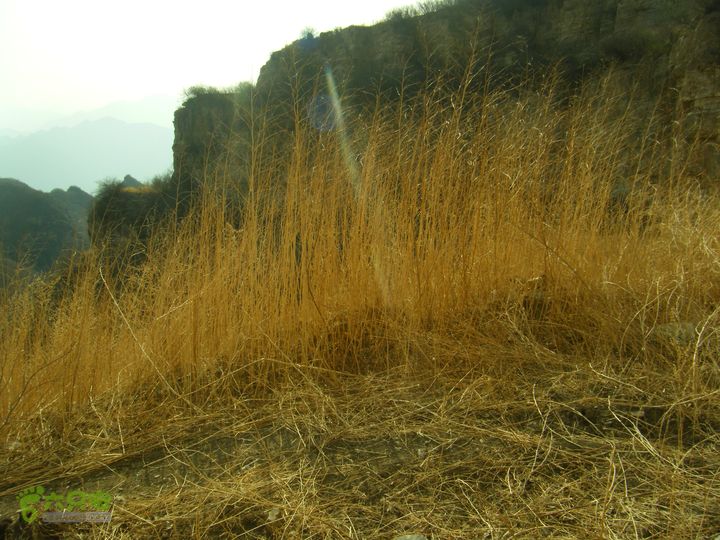 水头村—水头长城—圆台—马套峡谷—公主梳妆台—芦子水—向阳村DSCF0224