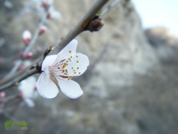 14.3.22山西黑窑环线登山赏桃花DSCF0111