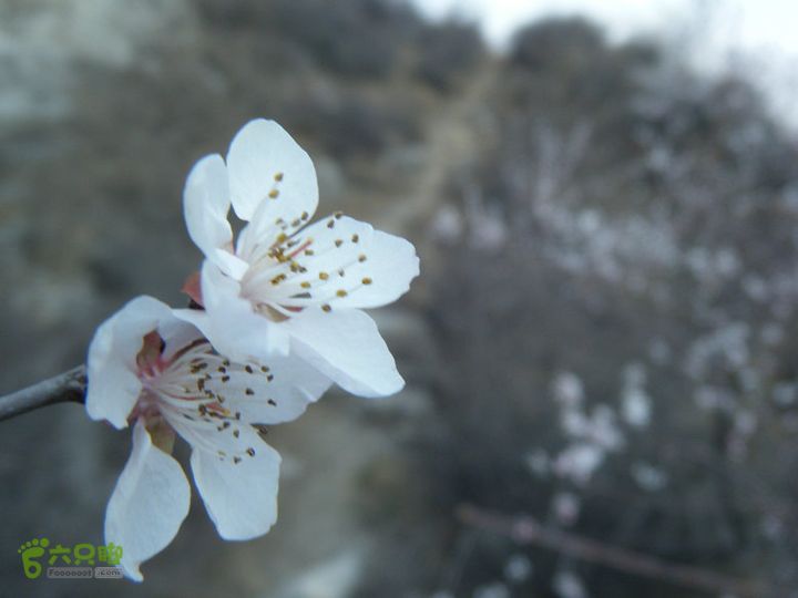 14.3.22山西黑窑环线登山赏桃花DSCF0113