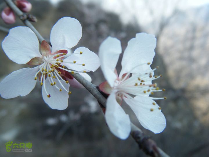 14.3.22山西黑窑环线登山赏桃花DSCF0115