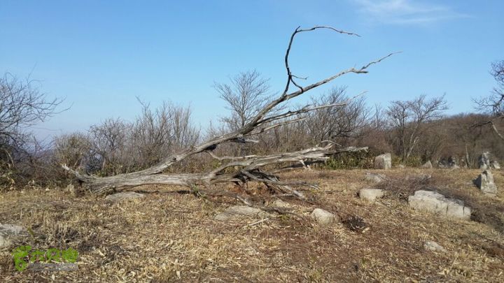 一日七尖标准线路（起点终点都在山脚下）挡路枯树