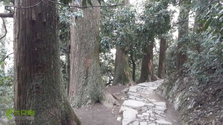 一日七尖标准线路（起点终点都在山脚下）天目山的风景是没看到什么，但是随地都是百年大树