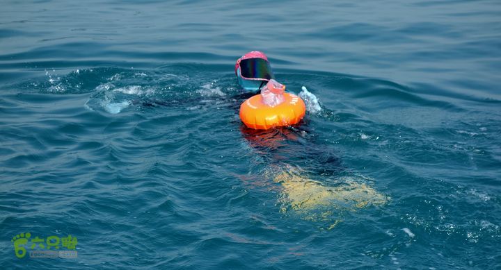 2014-03-27 三亚东岛+西岛串联横渡-创造新的历史！DSC08226