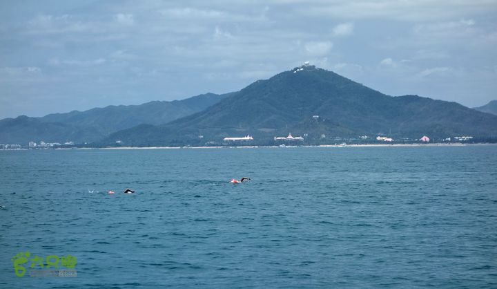 2014-03-27 三亚东岛+西岛串联横渡-创造新的历史！DSC08414