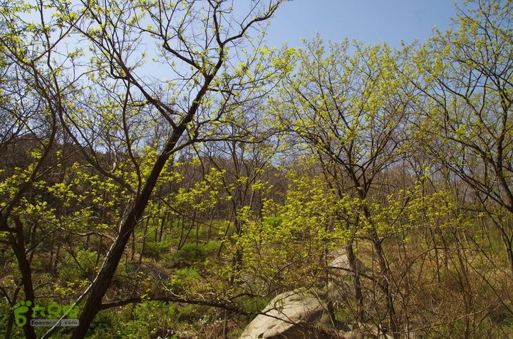 2014.04.05小珠山IMGP6514